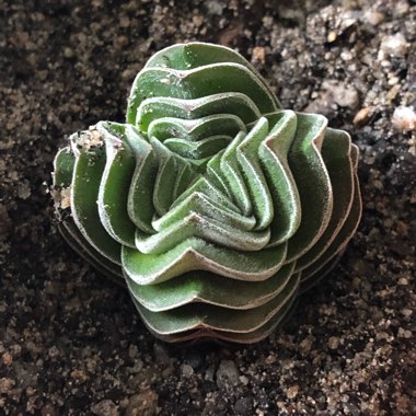 Crassula Kimnachi