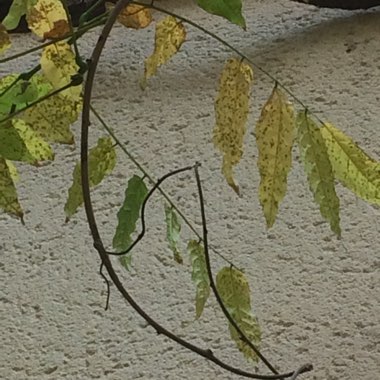 Japanese Wisteria