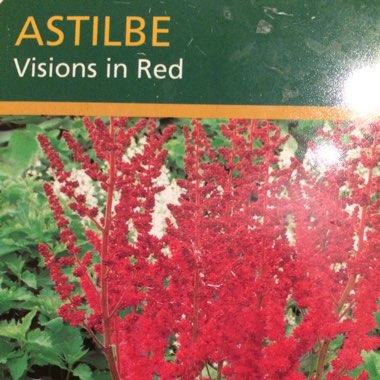 Astilbe 'Visions In Red'