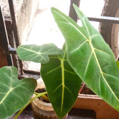 Elephant Ear (Colocasia)