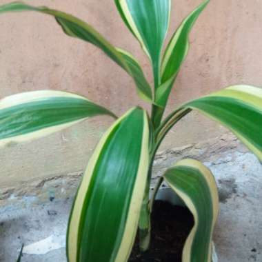 Striped Dracaena 'Lemon Surprise'