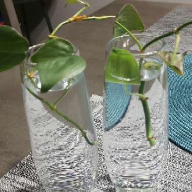 Philodendron scandens