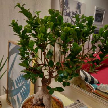 Ficus microcarpa 'Ginseng'