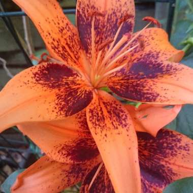 Lilium (Asiatic)