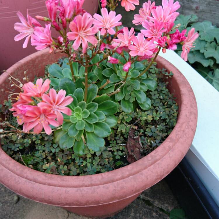 Plant image Lewisia Cotyledon 'Beckneri'