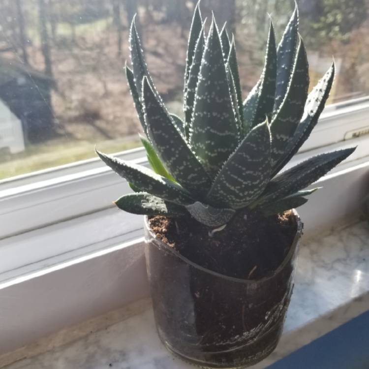 Plant image Gasteria Royal Wolfgang