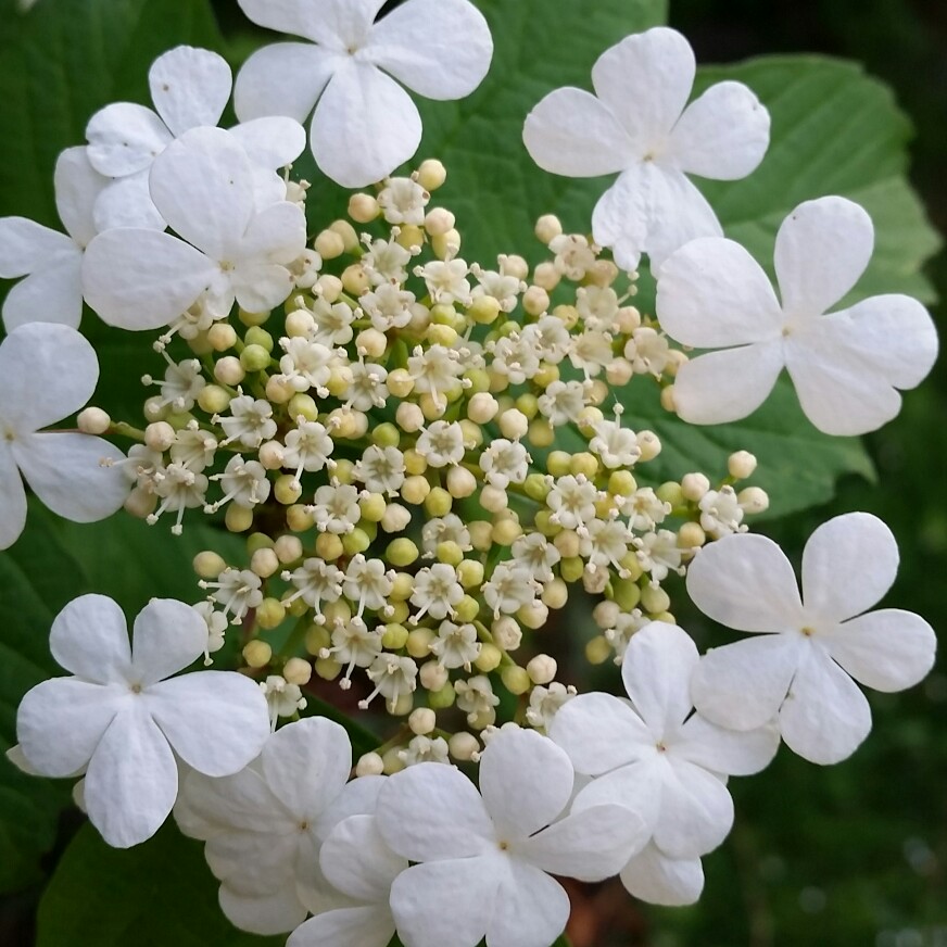 Plant image Viburnum plicatum f. tomentosum 'Mariesii' syn. Viburnum mariesii