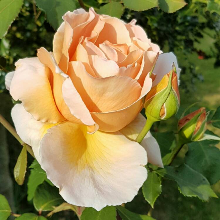 Plant image Rosa 'Crepuscule'