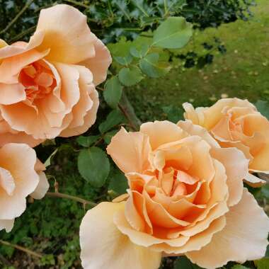 Rose 'Crepuscule'