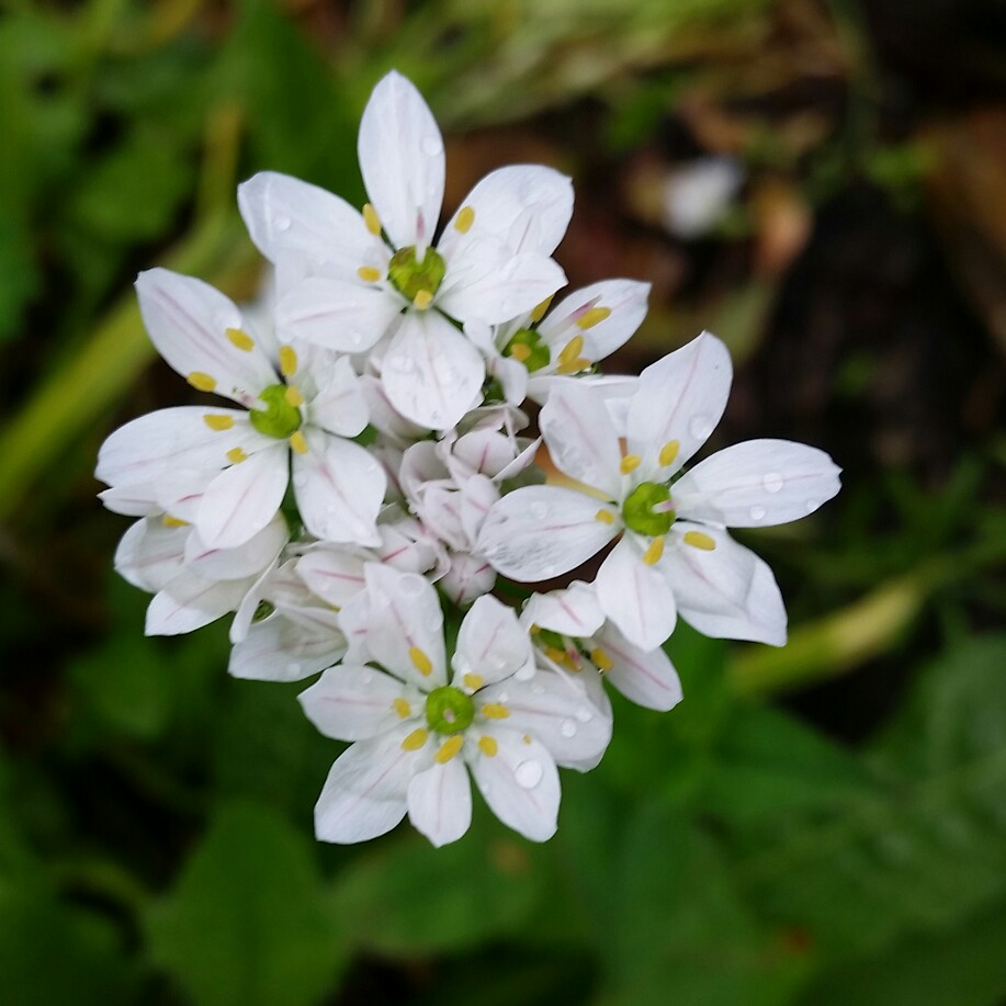 Plant image Allium subhirsutum