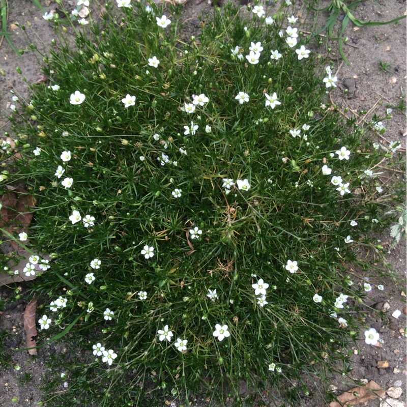 plant image 166494