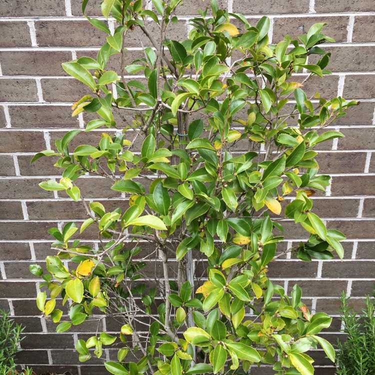 Plant image Camellia japonica 'Nuccio's Gem'