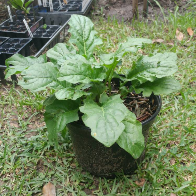 Plant image Gerbera garvinea 'Sweet Dreams'