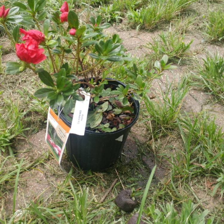 Plant image Rhododendron 'Coronado Red'