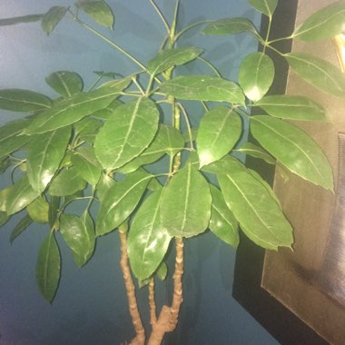 Schefflera arboricola