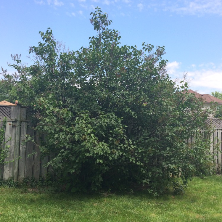 Plant image Hebe hulkeana 'Lilac Hint'