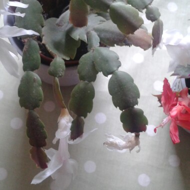 Christmas Cactus