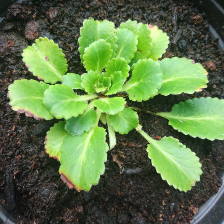 Plant image Saxifraga umbrosa 'Primuloides'