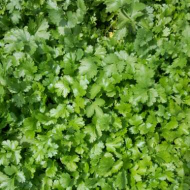 Coriander