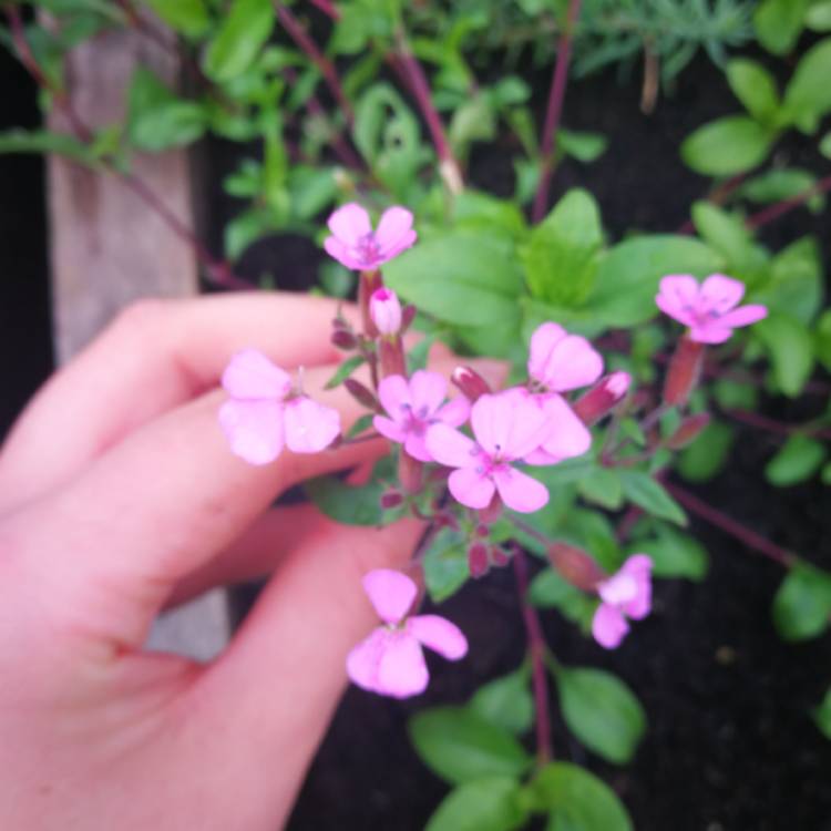 Plant image Iberis umbellata