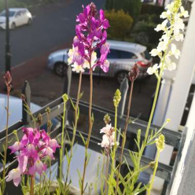 Toadflax 'Fairy Bouquet Group'