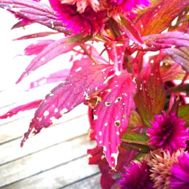 Celosia spicata 'Intenz'