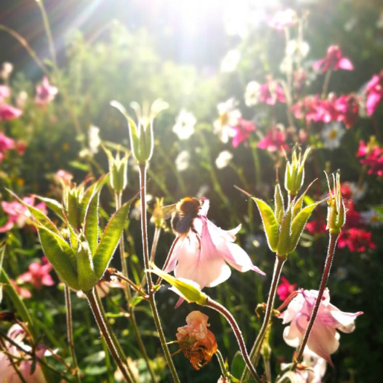 Plant image Aquilegia alpina