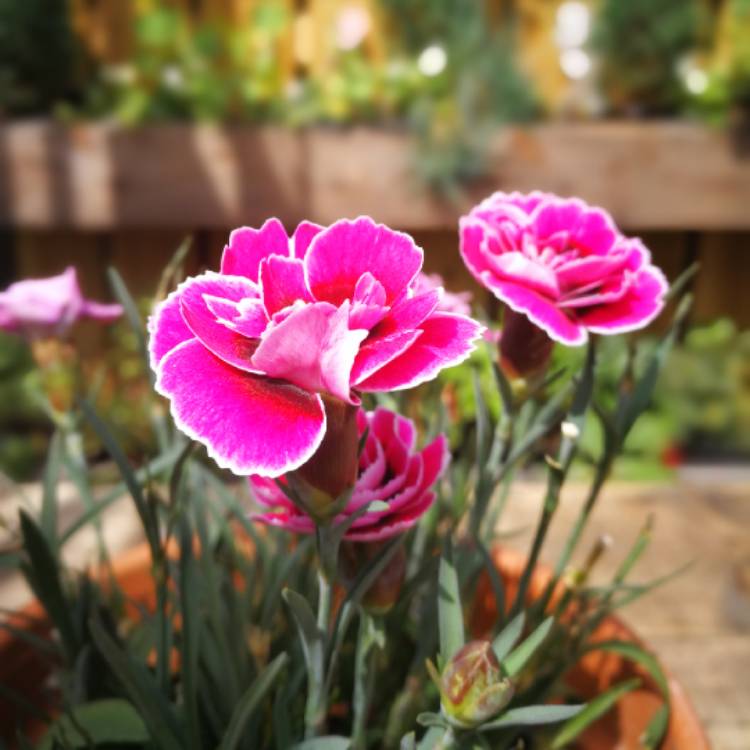 Plant image Dianthus Sunflor® 'Charmy'