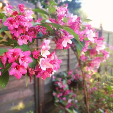 Weigela 'Bristol Ruby'