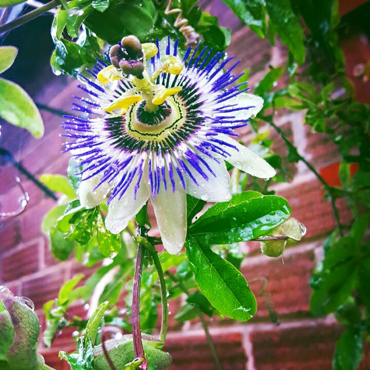 Passion Flower