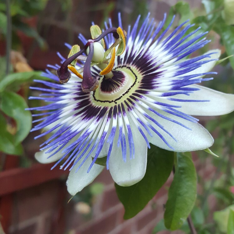 Passion Flower