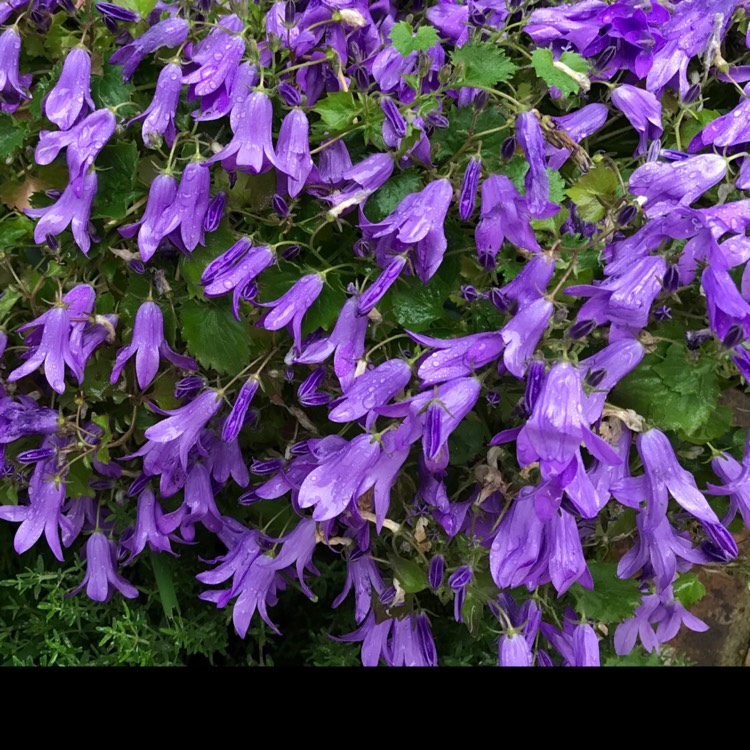 Plant image Campanula portenschlagiana 'Ambella'