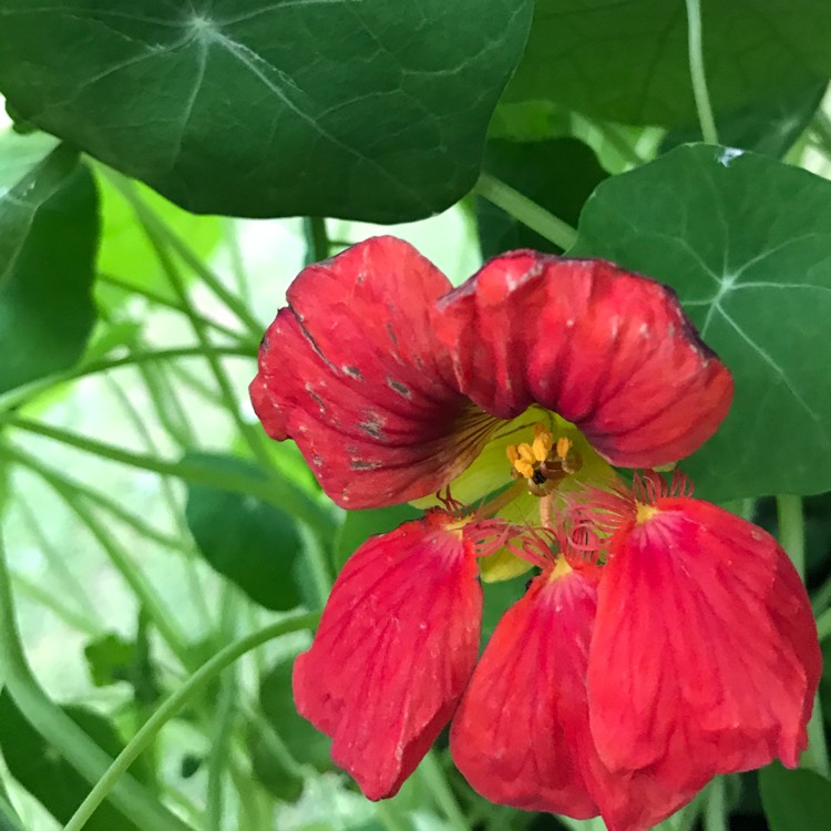 Plant image Tropaeolum majus 'Jewel Mix' (Mix)