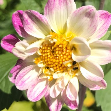 Dahlia