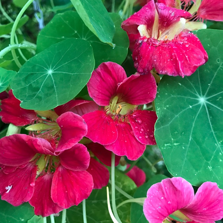 Plant image Tropaeolum majus 'Jewel Cherry Rose'