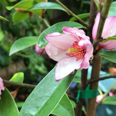 Michelia 'Pink Pearl'