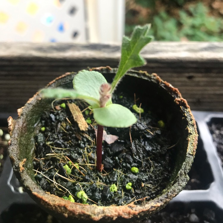 Plant image Banksia lehmanniana