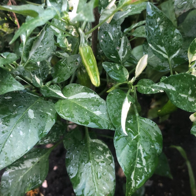 Plant image Capsicum annuum 'Fish'