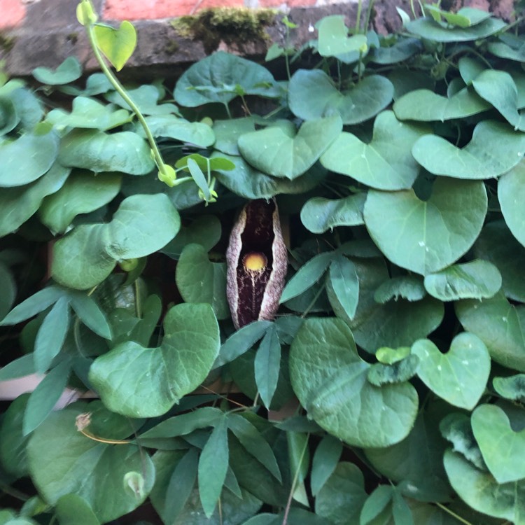 Plant image Aristolochia trilobata