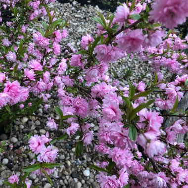 Prunus glandulosa 'Rosea Plena'