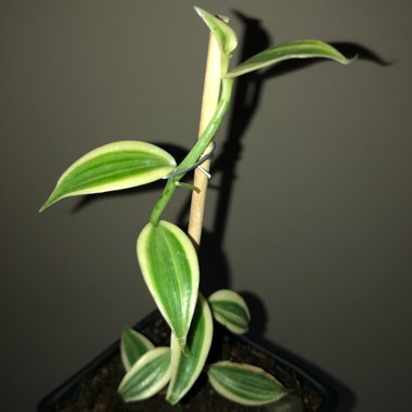 Vanilla planifolia