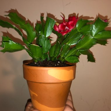 Schlumbergera truncata