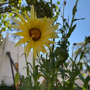 Calendula officinalis 'Costa Mix'