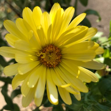 Calendula officinalis 'Costa Mix'