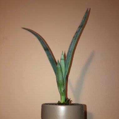 Agave tequilana