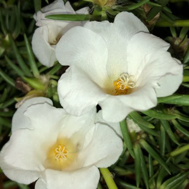 Portulaca grandiflora 'Samba Pink Bicolor'