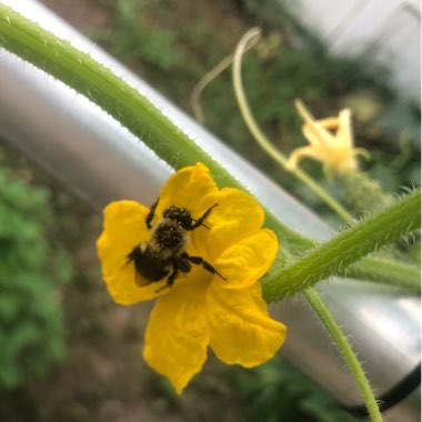 Cucumis Sativus 'Marketmore'