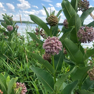 Asclepias syriaca