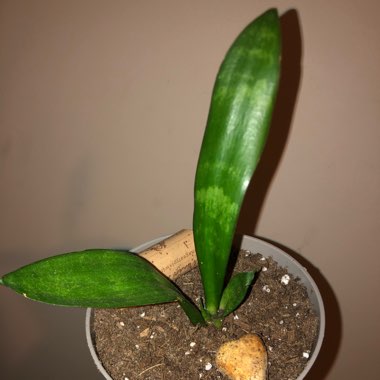 Sansevieria