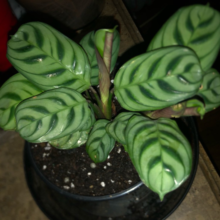 Plant image Calathea 'Burle Marxii'